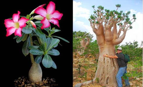 Budidaya dan Cara  Merawat Bunga  Kamboja  Jepang Gambar Bunga 